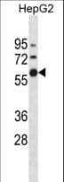ZNF205 Antibody (aa18-46)