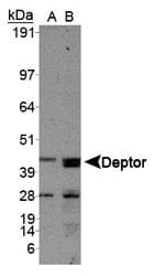 DEPTOR / DEPDC6 Antibody (aa10-200, DY488)