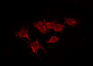 Polyclonal Rabbit anti-Human NTSR2 / NTR2 Antibody (IF, WB)