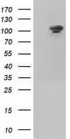 USP5 Antibody (clone OTI2E3)