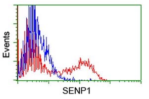 SENP1 Antibody (clone OTI1D7)