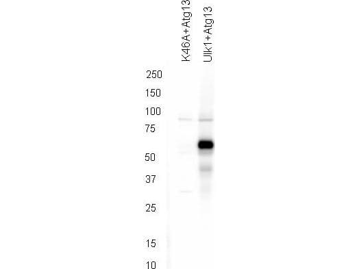 Polyclonal Rabbit anti-Human KIAA0652 / ATG13 Antibody (phospho-Ser318, WB)