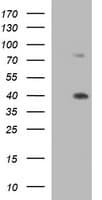 UPRT Antibody (clone OTI1A3)