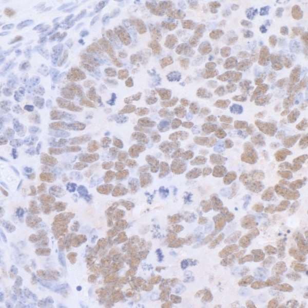 SP1 Antibody (aa750-C-term)