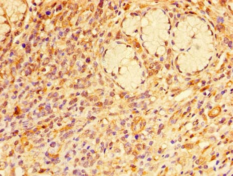 RAB7A / RAB7 Antibody