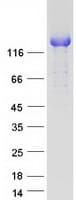 Human BAG6 / G3 / Scythe Protein (Recombinant Myc-DDK (Flag))