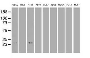 HHEX / HEX Antibody (clone OTI3E6)