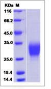 Mouse EPO / Erythropoietin Protein (Recombinant)