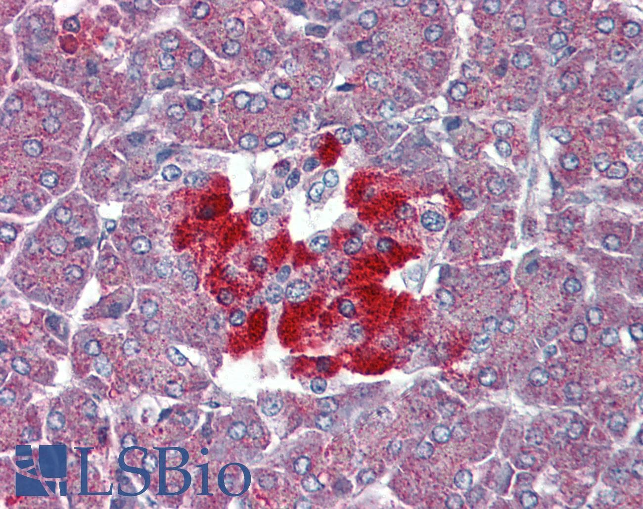 IHC-plus™ Polyclonal Rabbit anti-Human TAAR8 Antibody (C-Terminus, IHC)