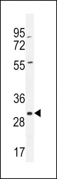 COPE Antibody (aa273-300)
