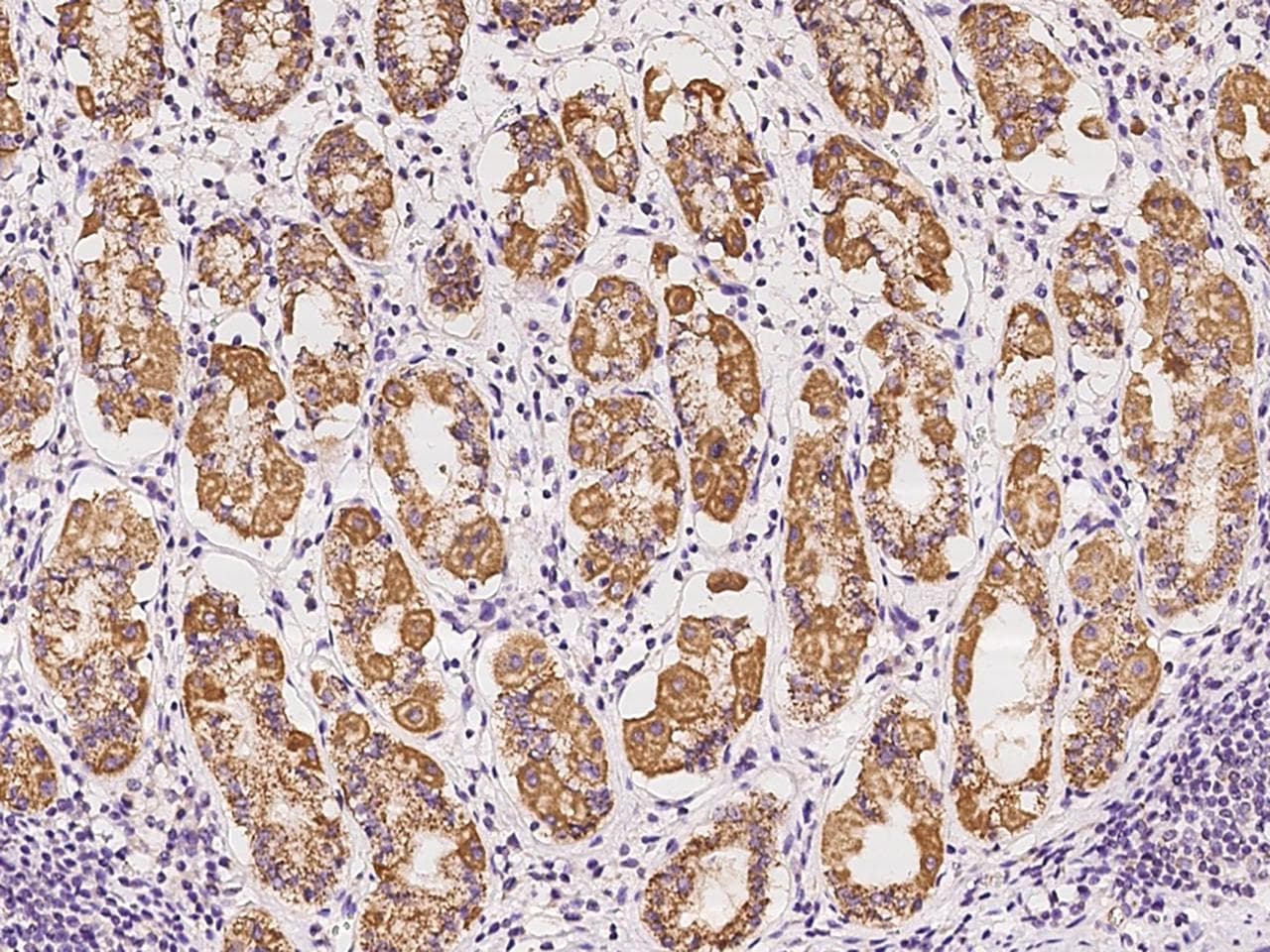 Polyclonal Rabbit anti-Human OCIAD2 Antibody (IHC, IF, WB)