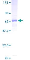 Human PRKAB1 / AMPK Beta 1 Protein (Recombinant GST)