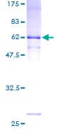 Human DDO / D-Aspartate Oxidase Protein (Recombinant GST)
