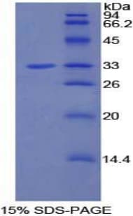 Rat BCAP / PIK3AP1 Protein (Recombinant His-T7)