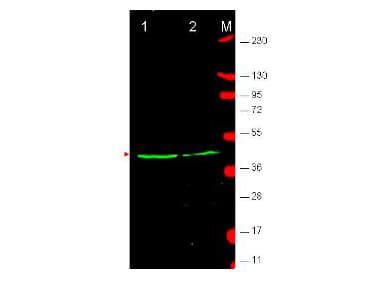Polyclonal Rabbit anti-Human WNT1 Antibody (WB)