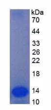Mouse ENHO / Adropin Protein (Recombinant His, N-Terminal)