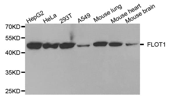 FLOT1 / Flotillin 1 Antibody