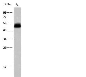NDRG1 Antibody (Preservative Free)