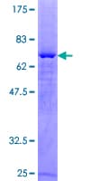 Human PARD6A / PAR6 Protein (Recombinant GST)