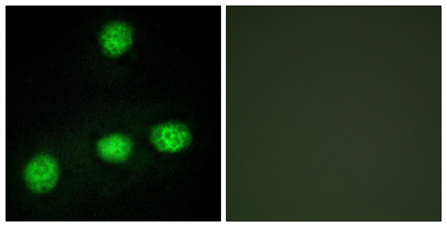 Polyclonal Rabbit anti-Human CLK1 / CLK Antibody (IF, WB)