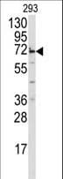 MIPEP Antibody (aa307-336)