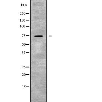 SLC24A2 / NCKX2 Antibody