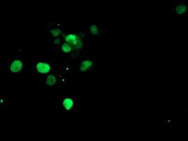SNAI2 / SLUG Antibody (clone OTI1G7, Carrier-free)