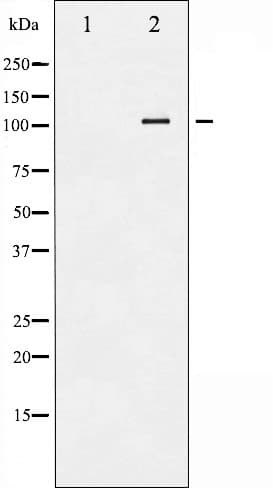 Polyclonal Rabbit anti-Human ATP1A1 Antibody (phospho-Ser23, IF, WB)
