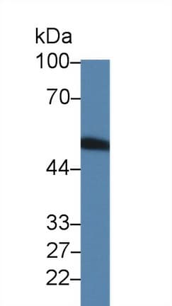 F7 / Factor VII Antibody (aa315-433, PE)