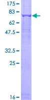 Human ASB3 Protein (Recombinant GST)