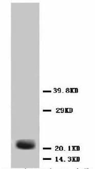 FGF4 Antibody (C-Terminus, Sepharose)