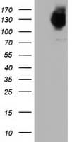 MICAL1 / MICAL Antibody (clone OTI3C6)