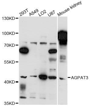AGPAT3 Antibody