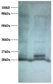 C14orf2 Antibody (FITC)