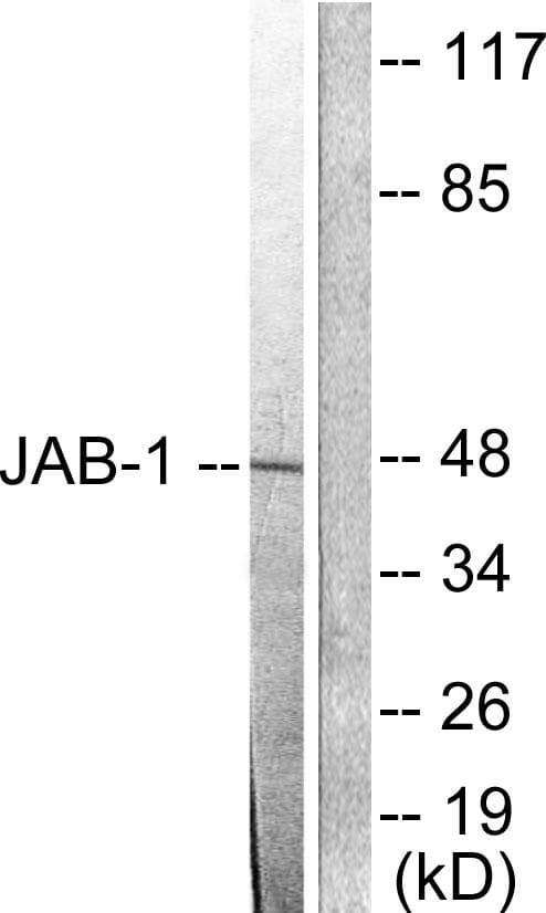 COPS5 / JAB1 Antibody