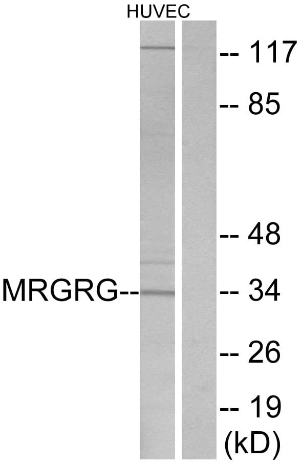 MRGPRG Antibody (aa231-280)