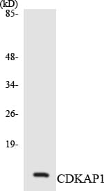 CDK2AP1 / DOC1 Antibody (aa35-84)