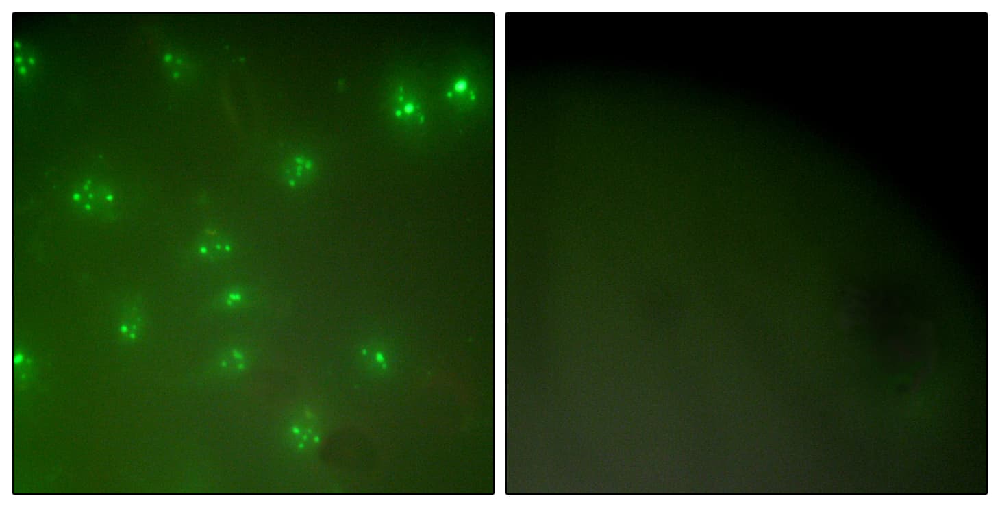 Cyclin A Antibody (Internal)