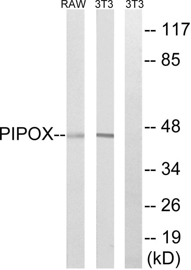 Polyclonal Rabbit anti-Human PIPOX / Sarcosine Oxidase Antibody (WB)