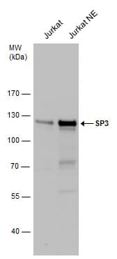 SP3 Antibody (aa1-74)