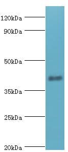 Polyclonal Rabbit anti-Human SH3GLB1 / Bif / Endophilin B1 Antibody (aa1-365, IHC, WB)