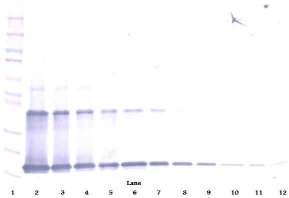 IL1A / IL-1 Alpha Antibody (Biotin)