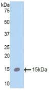 SFTPC / Surfactant Protein C Antibody (aa94-193)