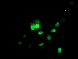 UBE2E3 Antibody (clone OTI4B4)
