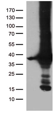 DNAJC27 Antibody (clone OTI8A10, Carrier-free)