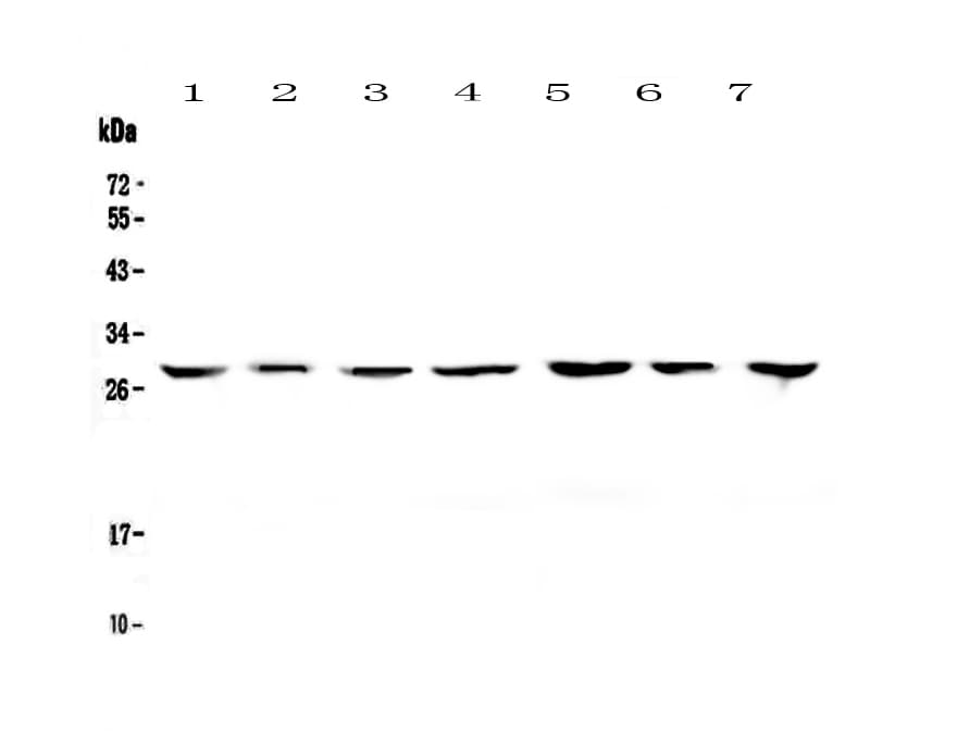 Polyclonal Rabbit anti-Human YWHAZ / 14-3-3 Zeta Antibody (IHC, WB)
