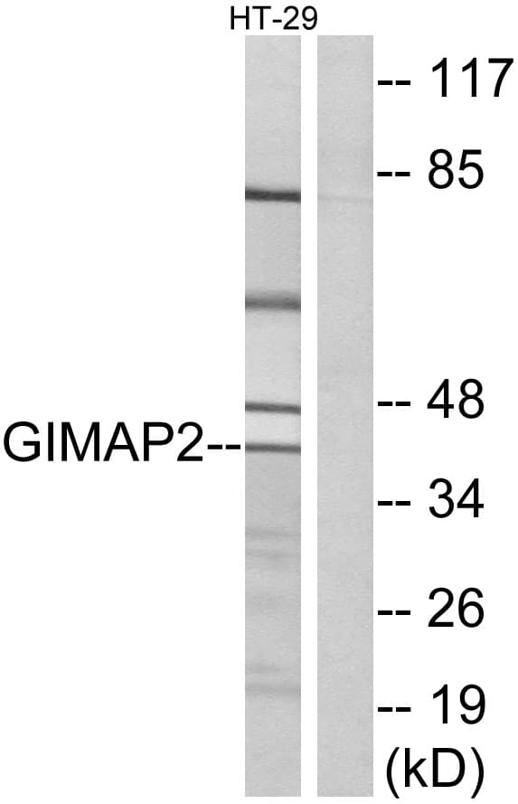 GIMAP2 Antibody (aa201-250)