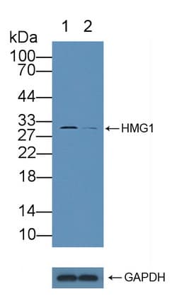 HMG1 / HMGB1 Antibody (aa9-163)