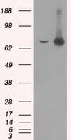 Heat Shock Protein 70 / HSPA1A Antibody (clone OTI1H5)