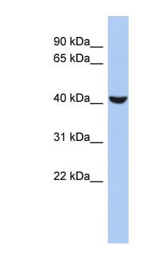 AML1 / RUNX1 Antibody (aa215-264)